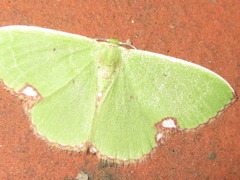 Comibaena procumbaria