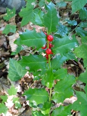Ilex colchica