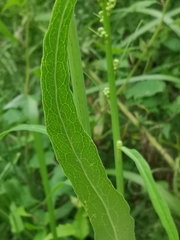 Lactuca indica