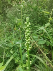 Lactuca indica