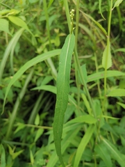 Lactuca indica