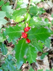 Ilex colchica