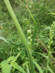 Lactuca indica