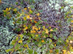 Betula alpestris