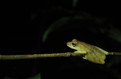 Raorchestes luteolus