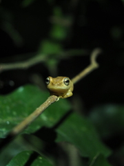 Raorchestes luteolus