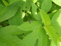 Sphenophorus coesifrons