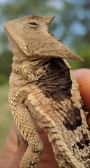 Phrynosoma taurus
