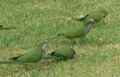 Myiopsitta monachus