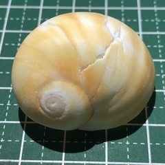 Natica stellata