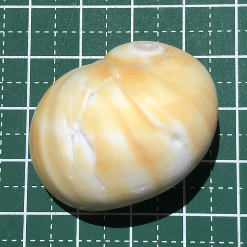 コハクダマ