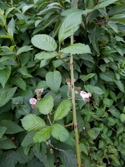 Candicantes