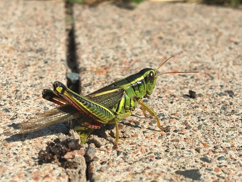 Two-striped grasshopper