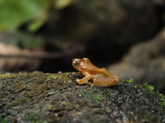 Raorchestes luteolus