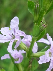 Lythrum alatum
