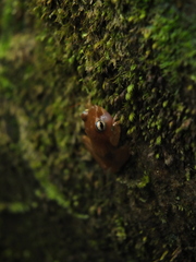 Raorchestes luteolus