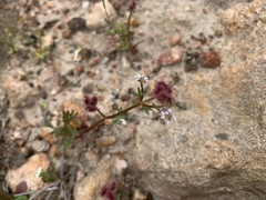 Trachymene cyanopetala