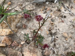Trachymene cyanopetala