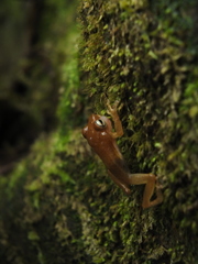 Raorchestes luteolus