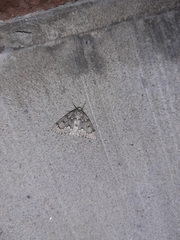 Nepytia pellucidaria