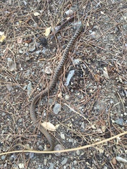 Dolichophis jugularis