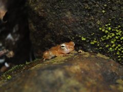 Raorchestes luteolus