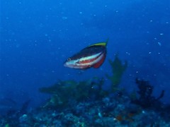 Pseudolabrus biserialis