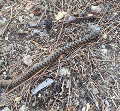 Dolichophis jugularis