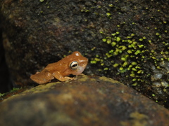 Raorchestes luteolus