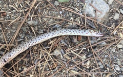 Dolichophis jugularis