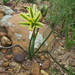 Albuca suaveolens - Photo (c) Earl Roode,  זכויות יוצרים חלקיות (CC BY-NC), uploaded by Earl Roode
