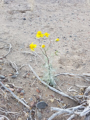 Senecio subulatus