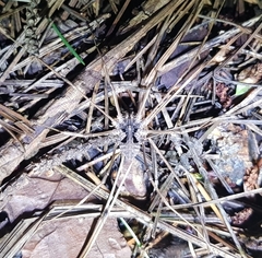 Bidentolophus bidens