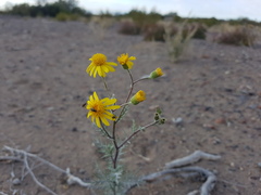 Senecio subulatus