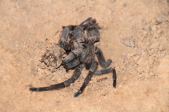 Chaetopelma olivaceum