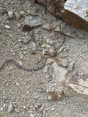 Trimorphodon vilkinsonii