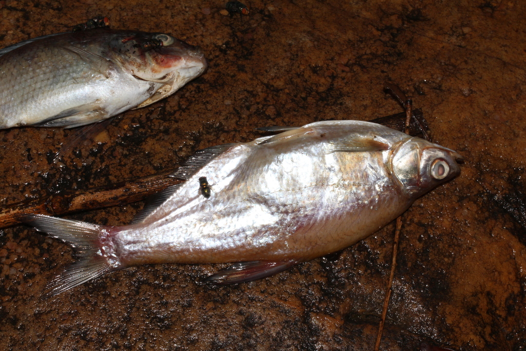 Black Amur Bream