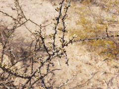 Bougainvillea spinosa