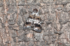 Salma ridiculalis