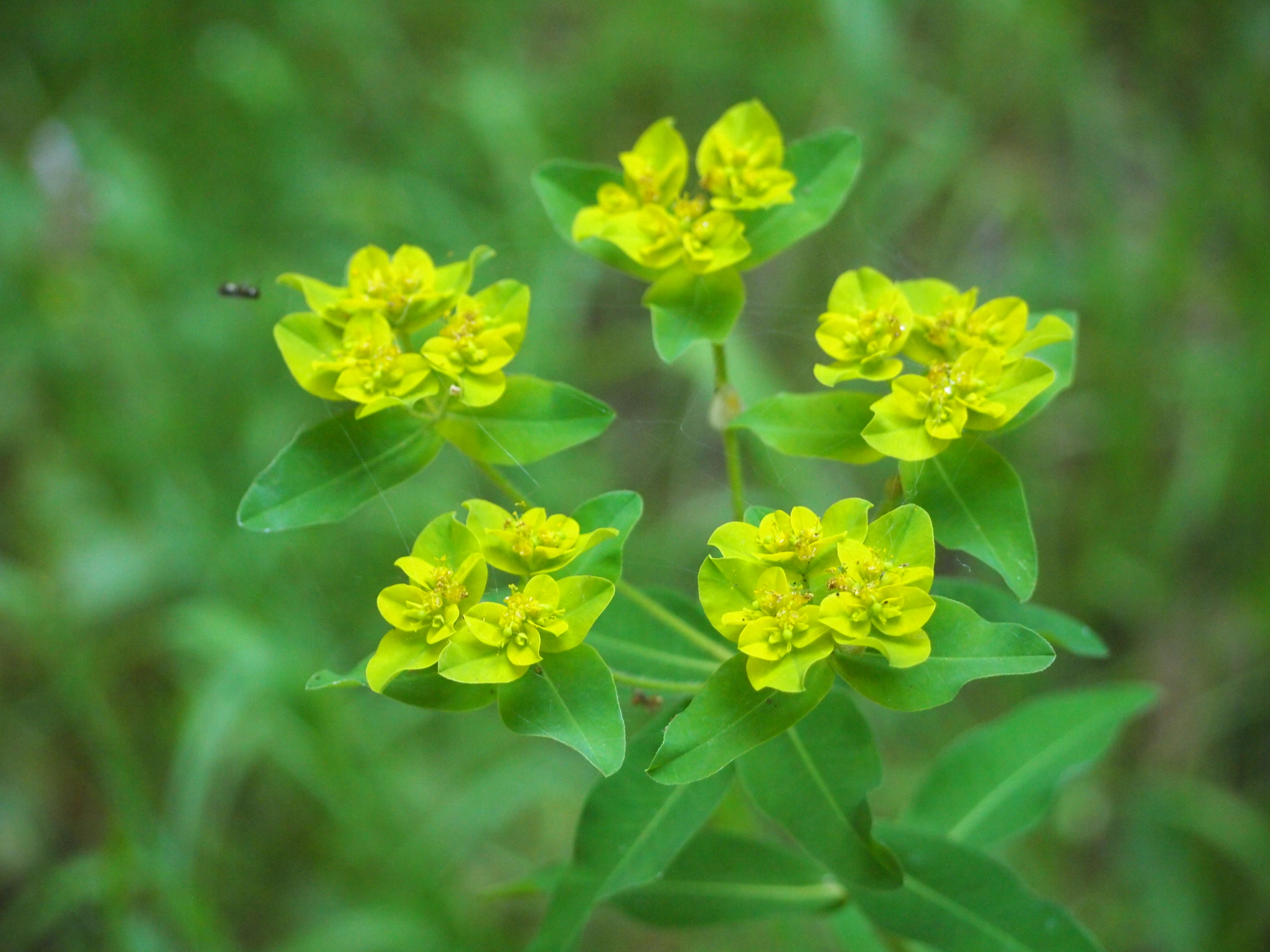 Euphorbia oblongata