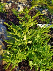 Atriplex nudicaulis