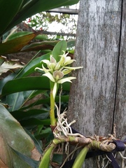 Prosthechea fragrans