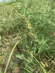 Rumex chrysocarpos