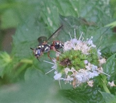 Nomada texana