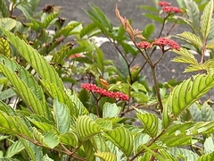 Cupha erymanthis lotis