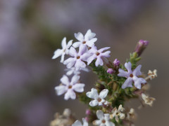 Junellia seriphioides