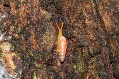 Gulella bicolor