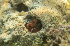 Lithophaga lithophaga