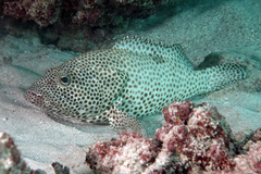 One-Blotch Grouper photo 1