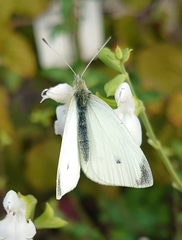 Pieris rapae